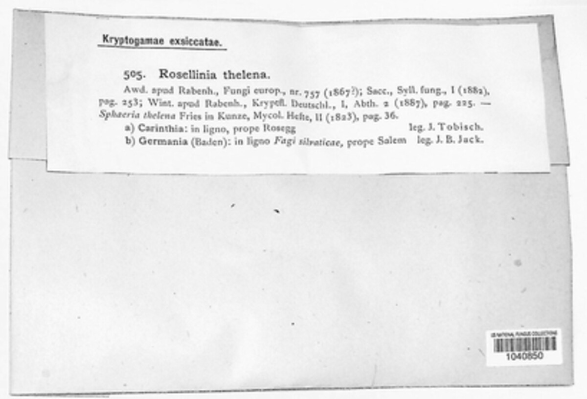 Rosellinia thelena image